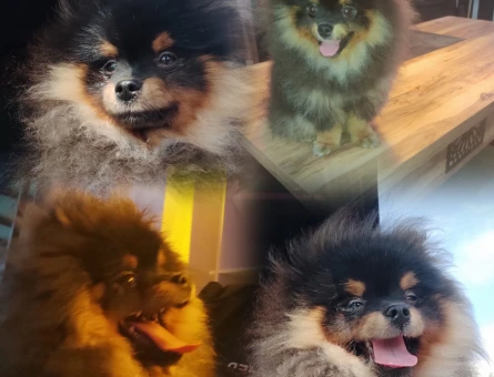 Pomeranian Boo 10 Aylık - 5718