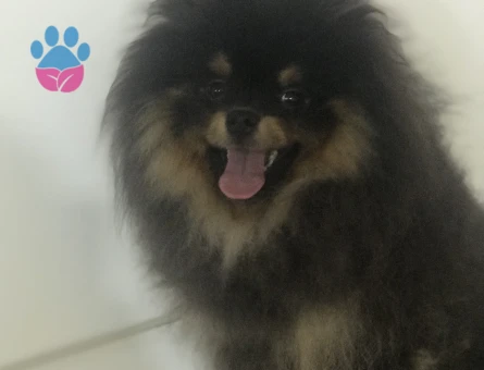 Pomeranian Boo 10 Aylık