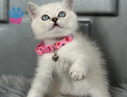 British Shorthair Bluepoint Dİşi 2 Aylık