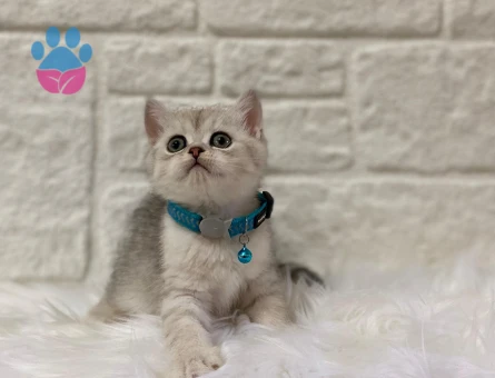 British Shorthair Silver 2 Aylık Erkek
