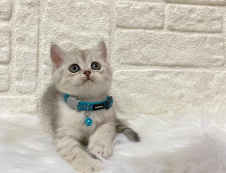 British Shorthair Silver 2 Aylık Erkek