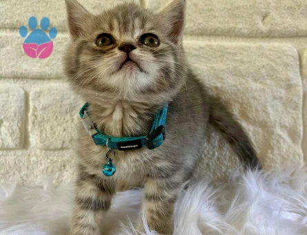 British Shorthair Tabby Erkek 2 Aylık