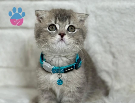 Scottish Fold Erkek 2 Aylık
