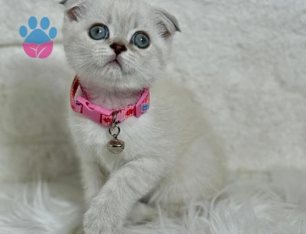 Scottish Fold Dişi 2 Aylık
