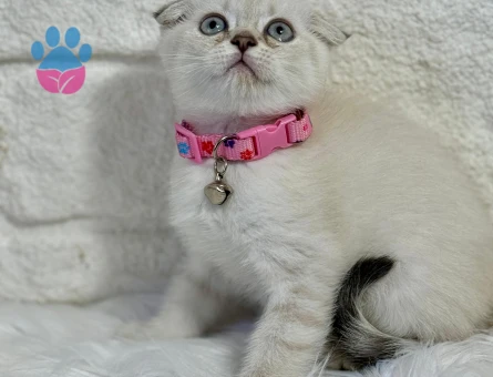 Scottish Fold Dişi 2 Aylık