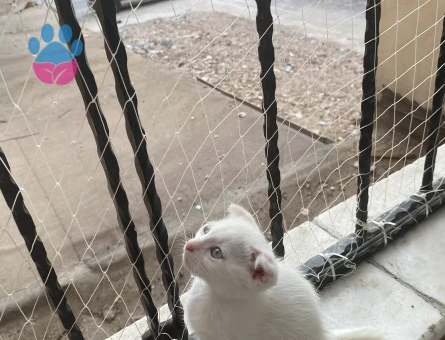 Scottish fold yavru yuva arıyor - 6749 - Görsel 6