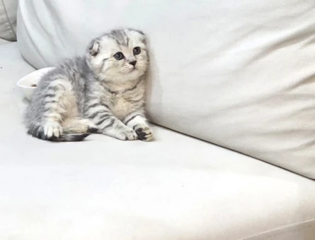 Scottish Fold Küçük kafa - 7301