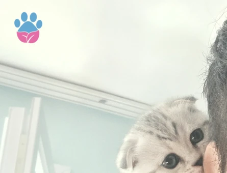 Scottish Fold Küçük kafa - 7301 - Görsel 3