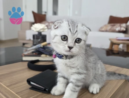 Scottish Fold Küçük kafa - 7301 - Görsel 4