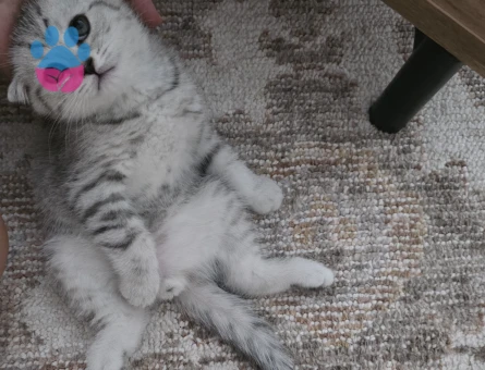 Scottish Fold Küçük kafa - 7301 - Görsel 5