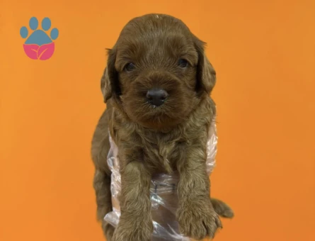 A KALİTE MALTİPOO YAVRULARIMIZ - 7302