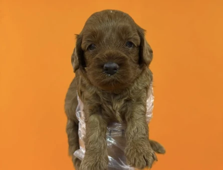A KALİTE MALTİPOO YAVRULARIMIZ - 7302
