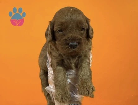 A KALİTE MALTİPOO YAVRULARIMIZ - 7302 - Görsel 3