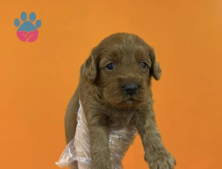 A KALİTE MALTİPOO YAVRULARIMIZ - 7302 - Görsel 4