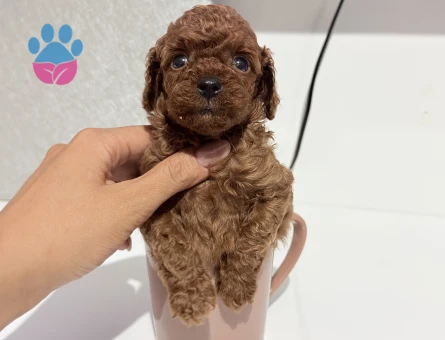 Türkiye’nin En Güzel Poodle Yavruları - 7305