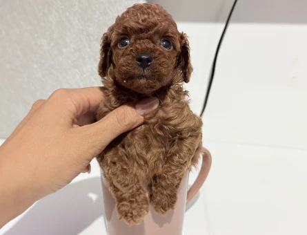 Türkiye’nin En Güzel Poodle Yavruları - 7305