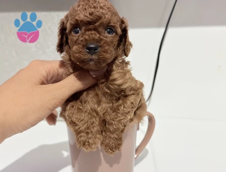 Türkiye’nin En Güzel Poodle Yavruları - 7305 - Görsel 3