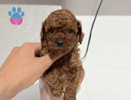 Türkiye’nin En Güzel Poodle Yavruları - 7305 - Görsel 4