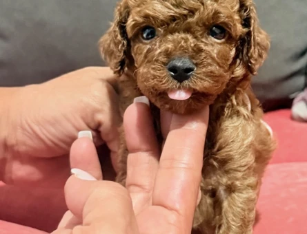 TEA CUP  KORE KAN POODLE YAVEULARI - 7306