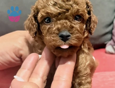 TEA CUP  KORE KAN POODLE YAVEULARI - 7306 - Görsel 3