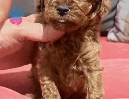 EN İYİSİNİ ARAYANLARA KORE POODLE BEBEKLER - 7307