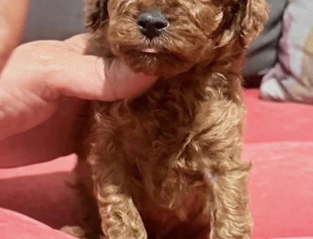 EN İYİSİNİ ARAYANLARA KORE POODLE BEBEKLER - 7307