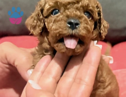 EN İYİSİNİ ARAYANLARA KORE POODLE BEBEKLER - 7307 - Görsel 3