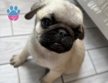 Pug 2 aylık - 7308 - Görsel 2