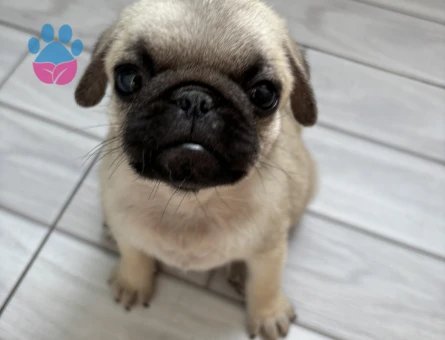 Pug 2 aylık - 7308 - Görsel 3