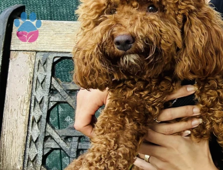 1 yaşında poodle - 7309