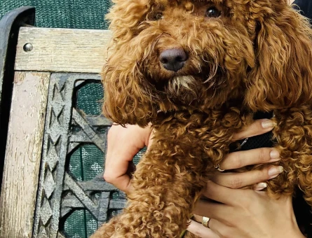 1 yaşında poodle - 7309