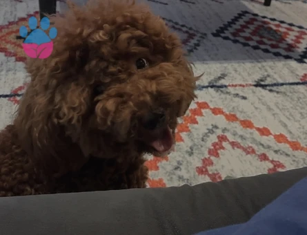 1 yaşında poodle - 7309 - Görsel 3