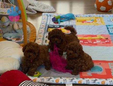 Red Brown Üst Kalite Toy Poodle Yavrular - 7310 - Görsel 3