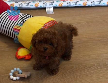 Red Brown Üst Kalite Toy Poodle Yavrular - 7310 - Görsel 4