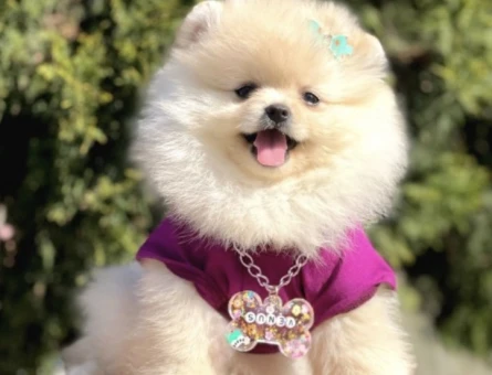 Gülen Yüz Pomeranian Boo Yavrular - 7311
