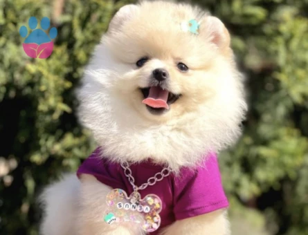 Gülen Yüz Pomeranian Boo Yavrular - 7311 - Görsel 4