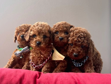 Üst Kalite Red Brown Toy Poodle Bebekler - 7312