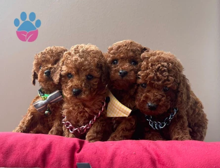 Üst Kalite Red Brown Toy Poodle Bebekler - 7312 - Görsel 3