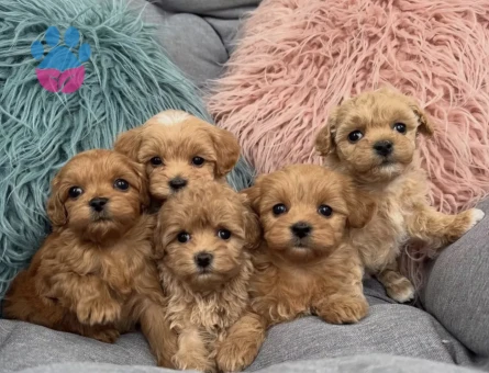 Mini Büyümeyen Maltipoo Yavrular - 7314
