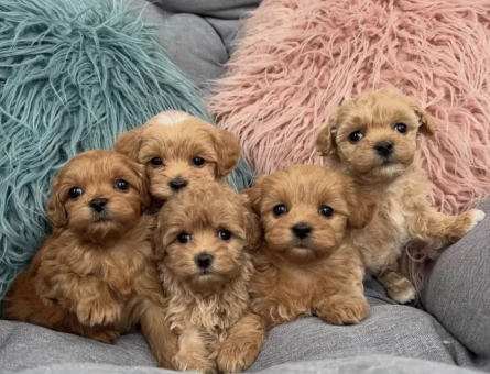 Mini Büyümeyen Maltipoo Yavrular - 7314