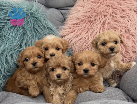 Mini Büyümeyen Maltipoo Yavrular - 7314 - Görsel 3