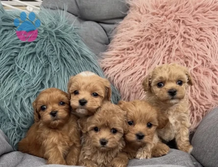 Mini Büyümeyen Maltipoo Yavrular - 7314 - Görsel 4