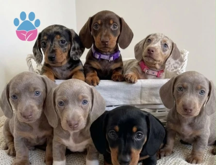 Safkan Minyatür Dachund yavrular - 7315