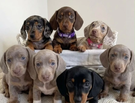 Safkan Minyatür Dachund yavrular - 7315