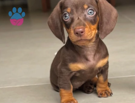 Safkan Minyatür Dachund yavrular - 7315 - Görsel 3