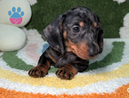 Safkan Minyatür Dachund yavrular - 7315 - Görsel 4