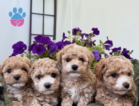 APRİCOT TOY POODLE YAVRULARI - 7320
