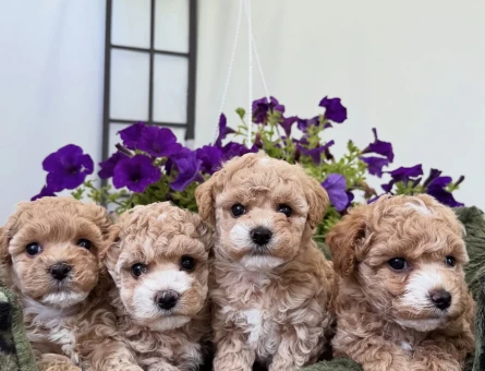 APRİCOT TOY POODLE YAVRULARI - 7320