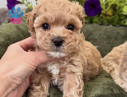 APRİCOT TOY POODLE YAVRULARI - 7320 - Görsel 3