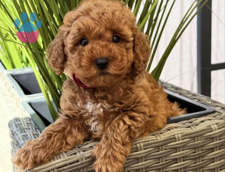 MUHTEŞEM TOY POODLE YAVRULARIM - 7321
